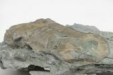 Bargain, Isotelus Trilobite - Mt Orab, Ohio #216683-4